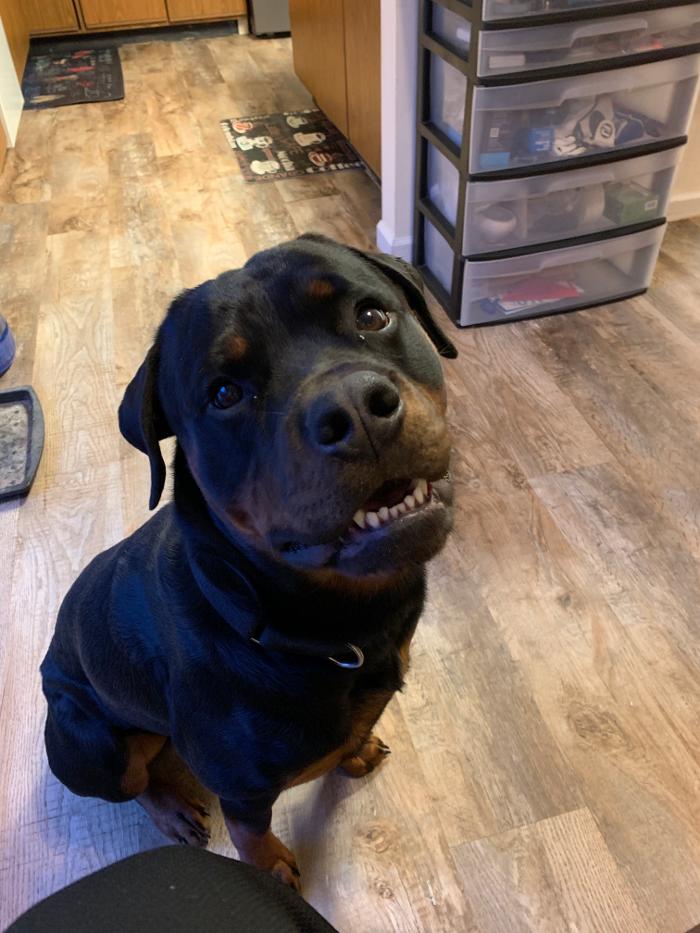 Canine Behavioral Services Inc. Image