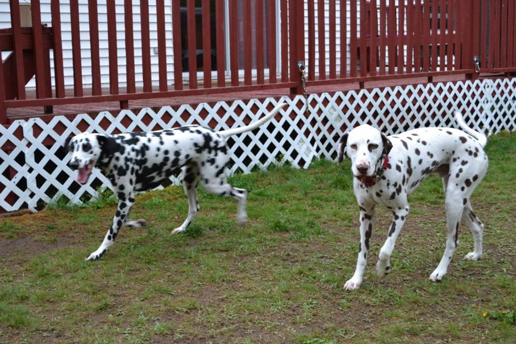 Canine Behavioral Services Inc. Image