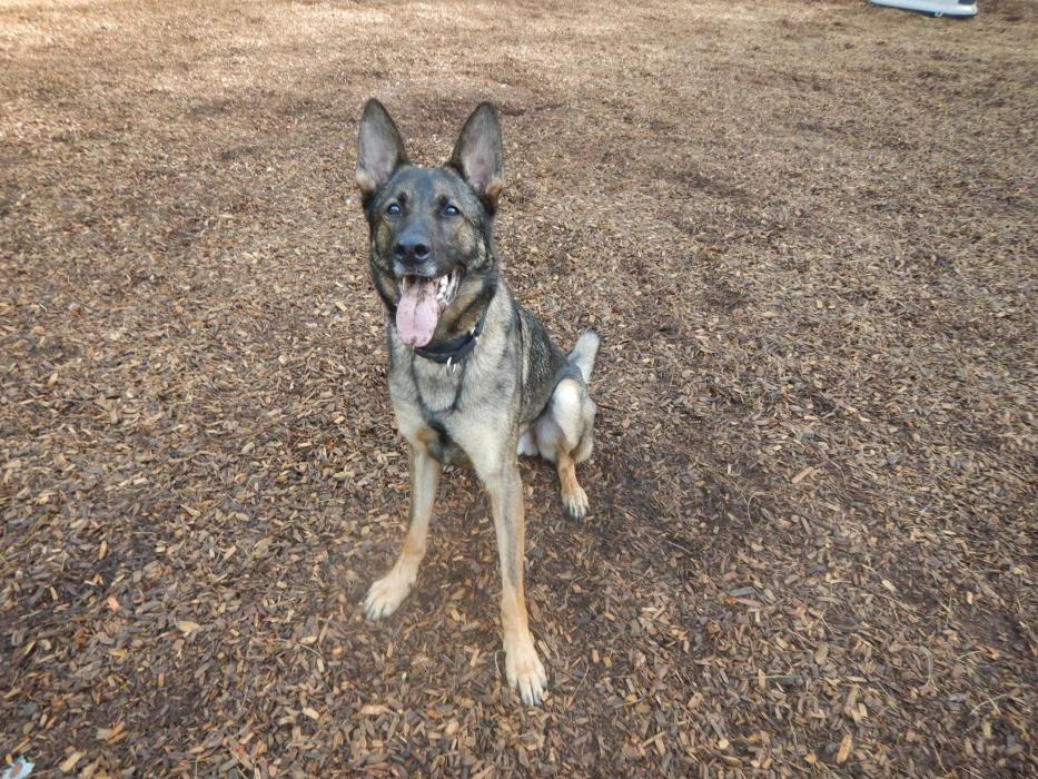 Canine Behavioral Services Inc. Image