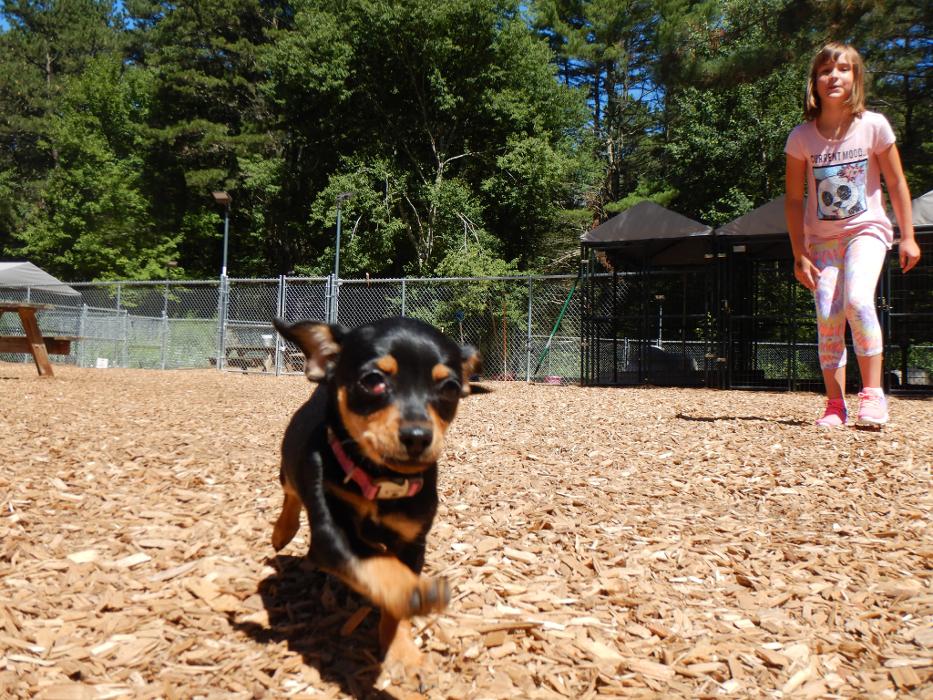 Canine Behavioral Services Inc. Image