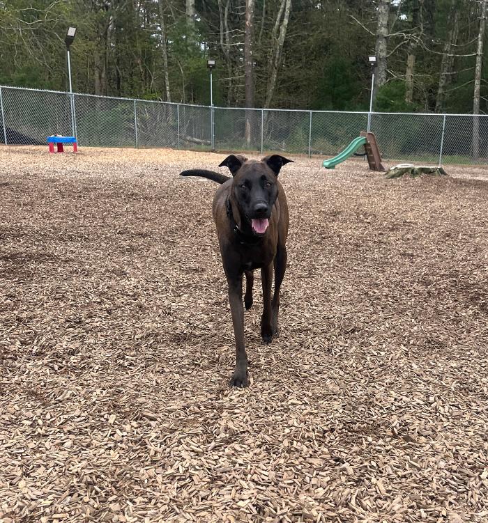 Canine Behavioral Services Inc. Image