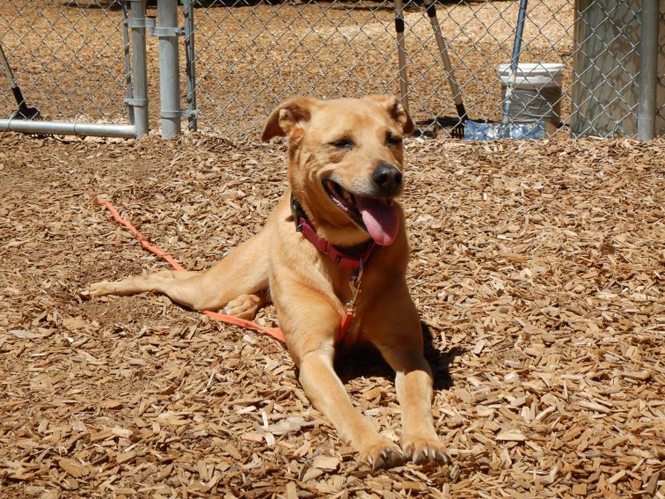 Canine Behavioral Services Inc. Image