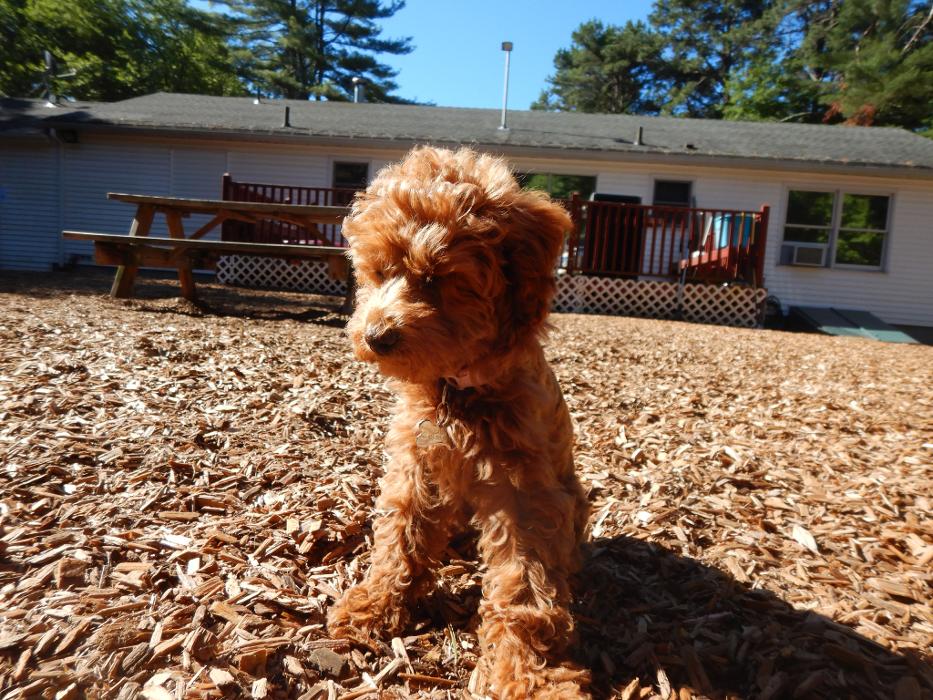 Canine Behavioral Services Inc. Image