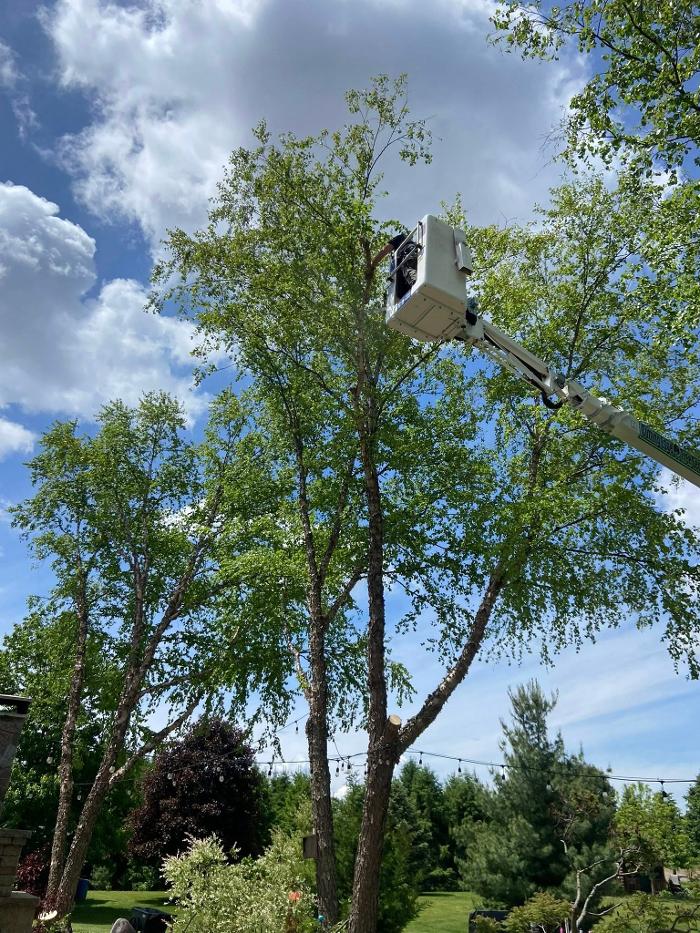 Cutting Edge Tree Service LLC Image