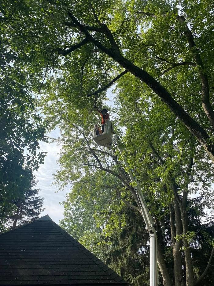 Cutting Edge Tree Service LLC Image