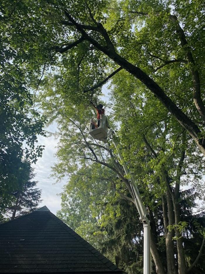 Cutting Edge Tree Service LLC Image