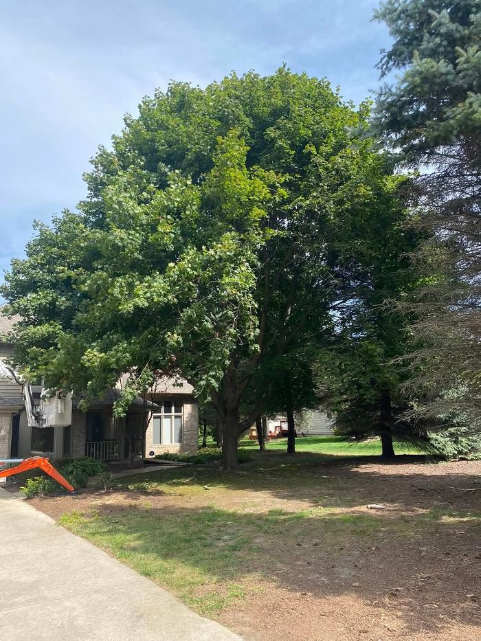 Cutting Edge Tree Service LLC Image