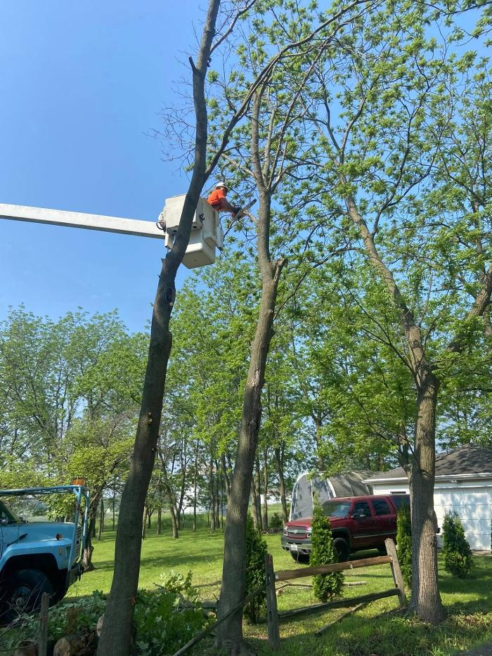 Cutting Edge Tree Service LLC Image