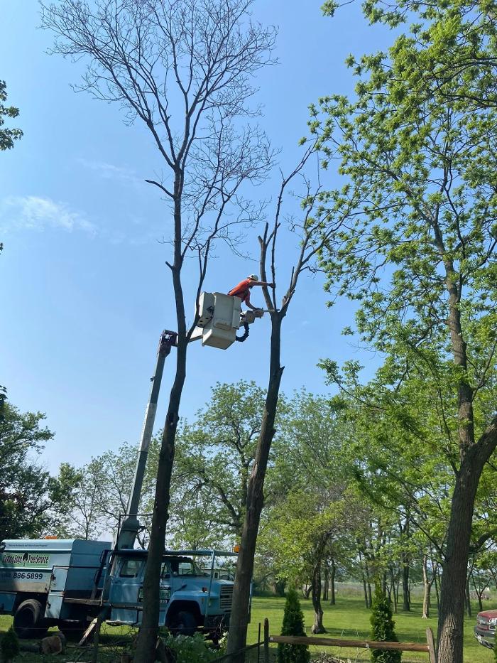 Cutting Edge Tree Service LLC Image