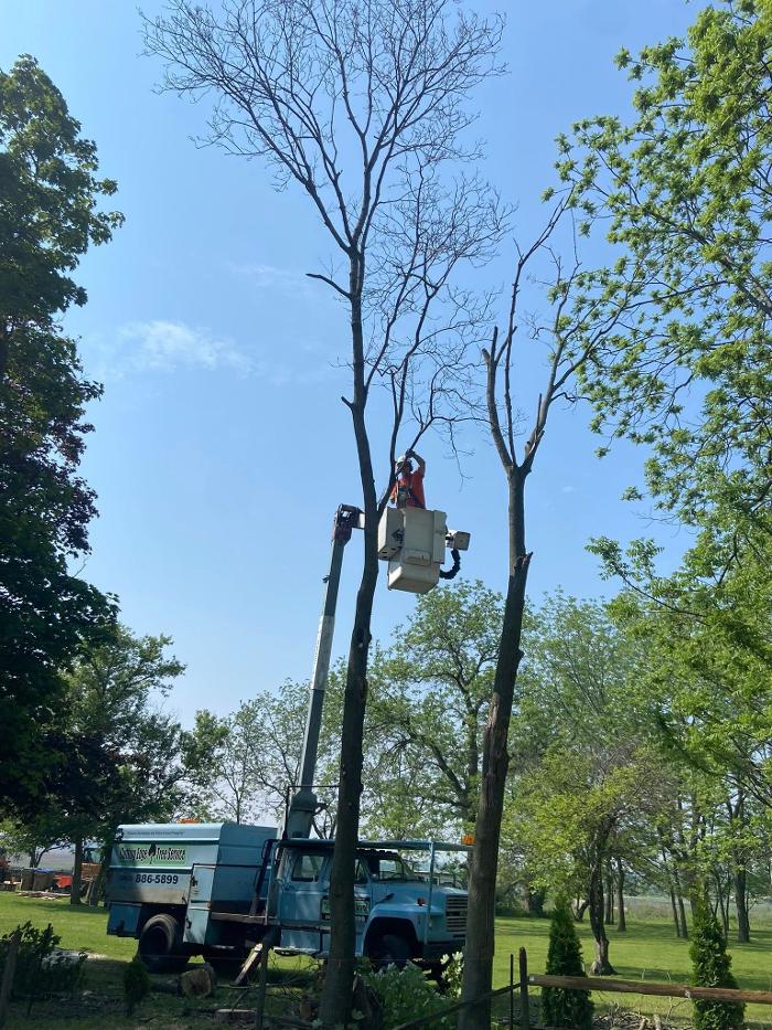Cutting Edge Tree Service LLC Image