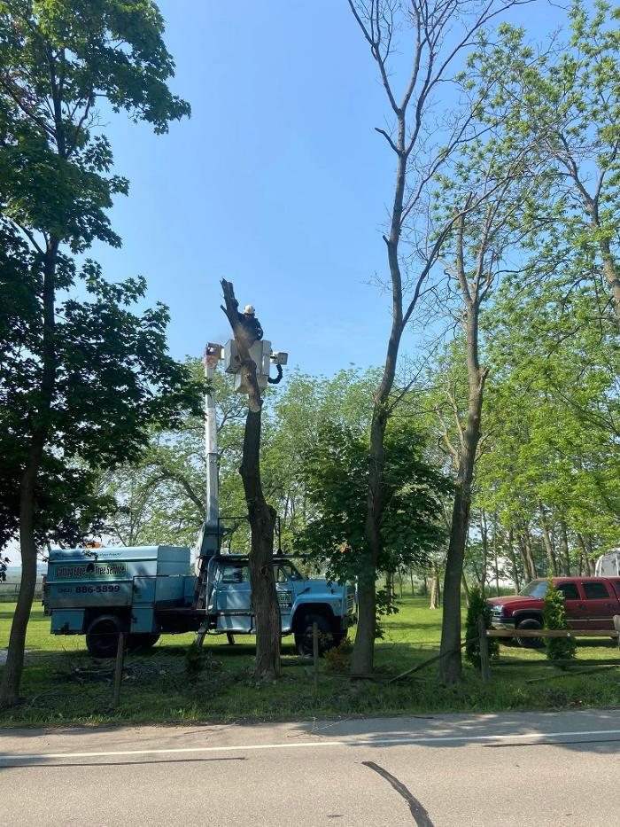 Cutting Edge Tree Service LLC Image