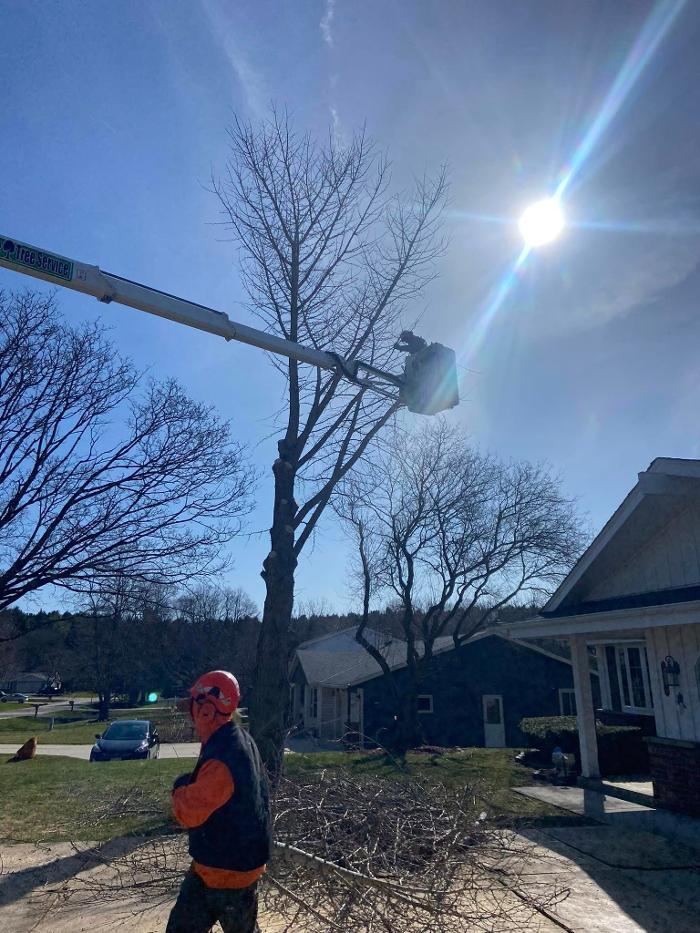 Cutting Edge Tree Service LLC Image