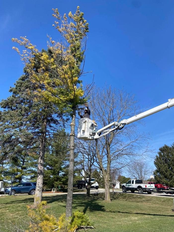 Cutting Edge Tree Service LLC Image