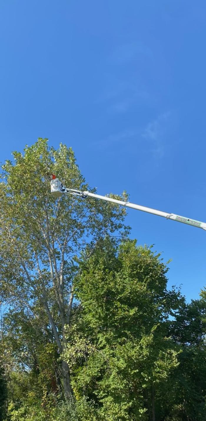Cutting Edge Tree Service LLC Image