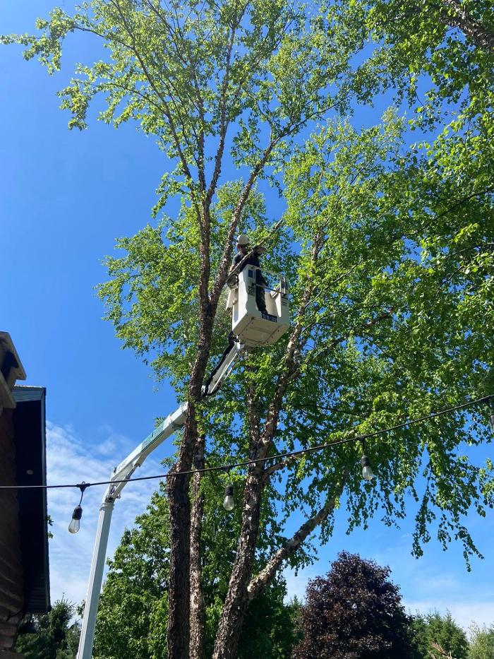 Cutting Edge Tree Service LLC Image