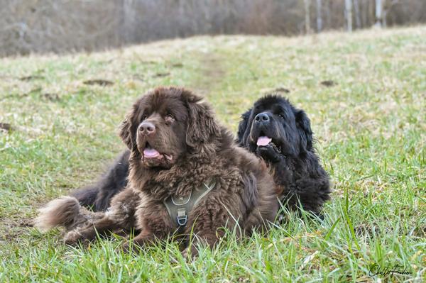 Val-Educ-Canin dressage animal