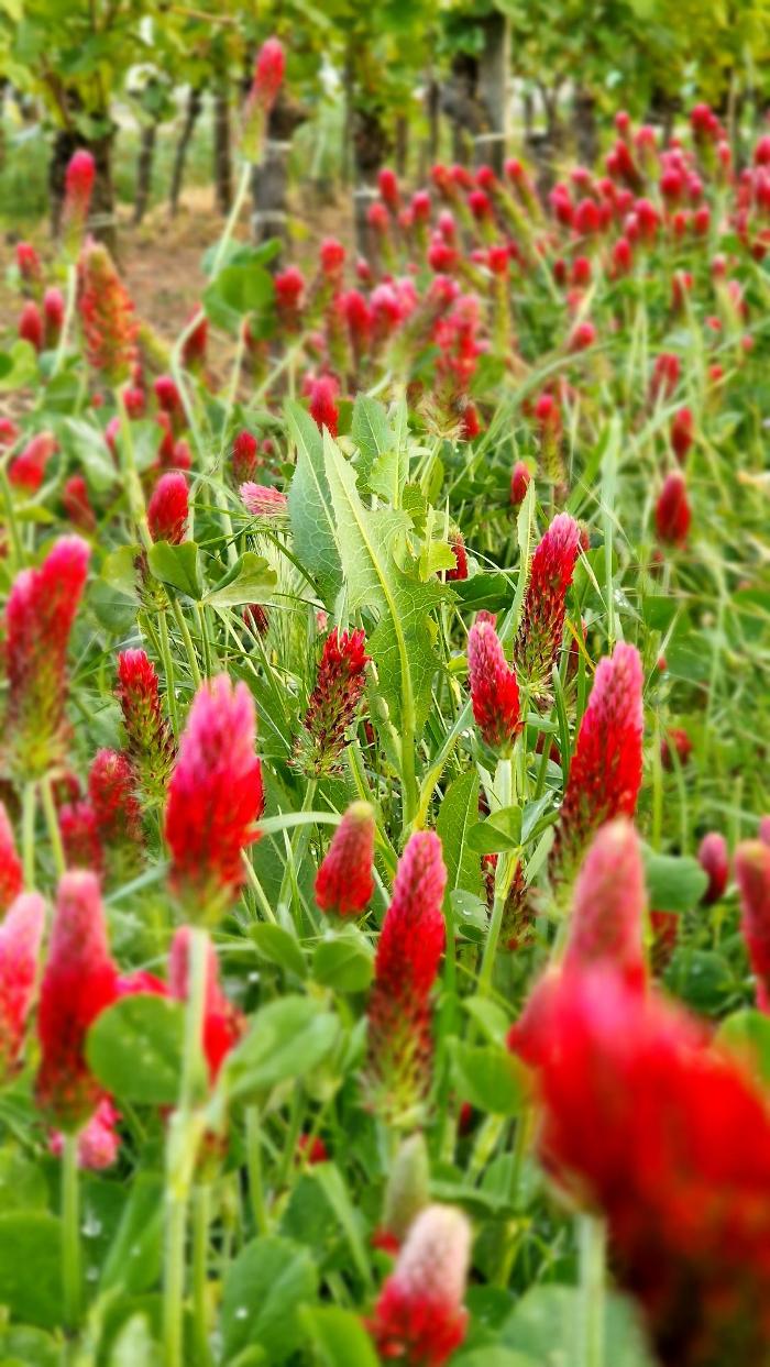 Weinbau Bernd Nittnaus, Obere Hauptstraße in Gols