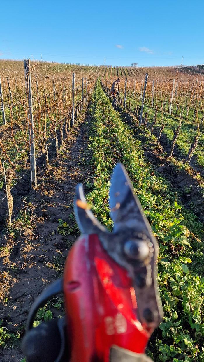 Weinbau Bernd Nittnaus, Obere Hauptstraße in Gols