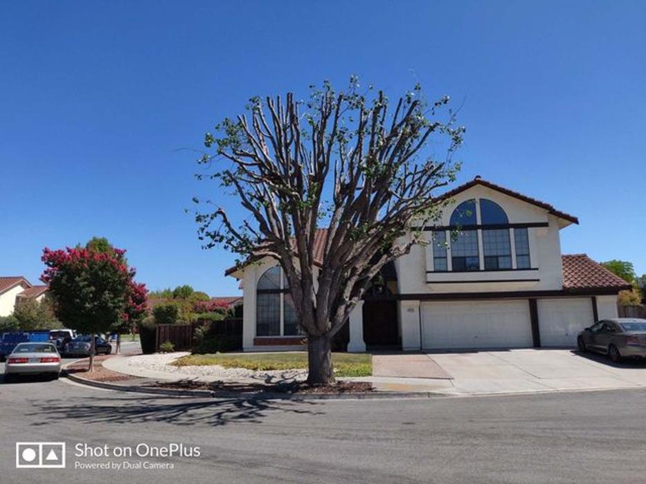 Treeforce - Livermore, CA