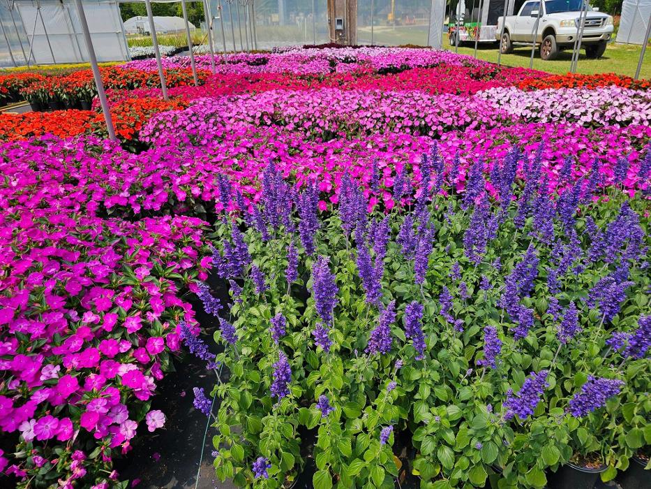 A Cut Above Landscaping - Pensacola, FL
