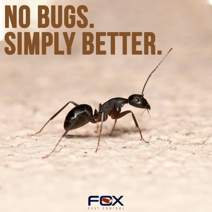 Fox Pest Control Lafayette - Scott, LA