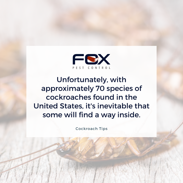 Fox Pest Control Lafayette - Scott, LA