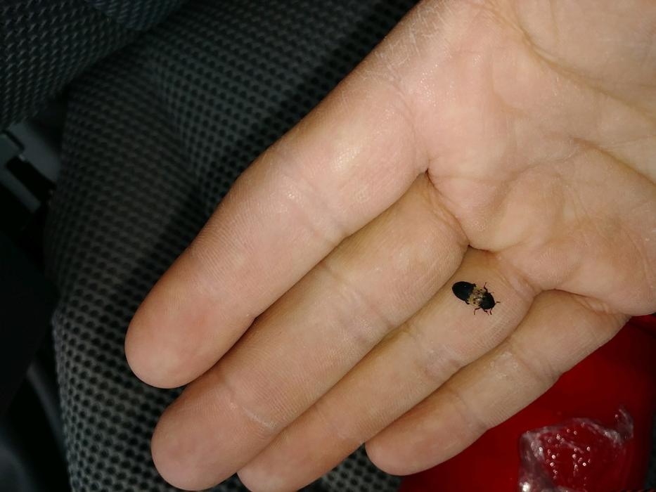 Fox Pest Control Acton Image