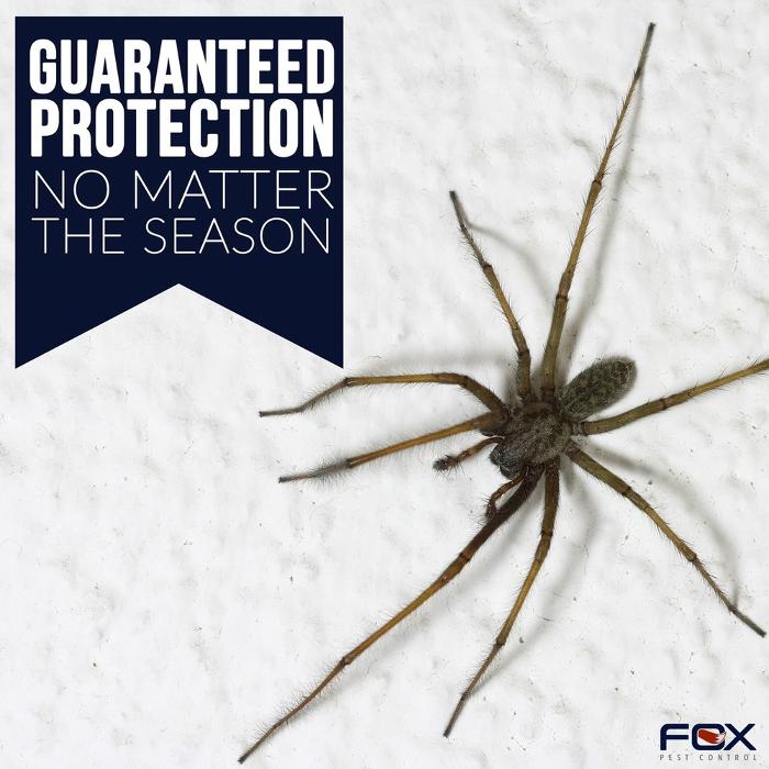 Fox Pest Control Acton Image