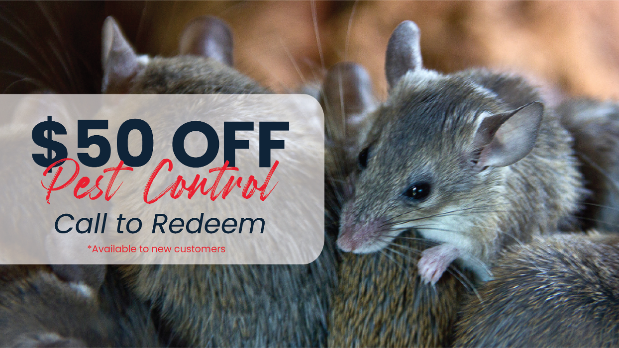 Fox Pest Control Acton Image