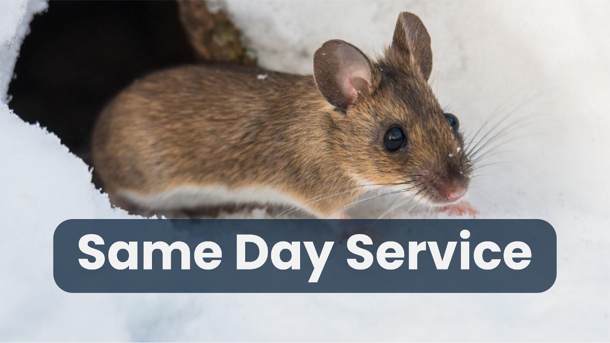 Fox Pest Control Bloomington