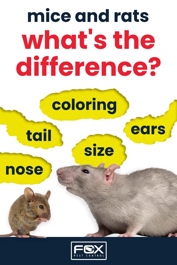 Fox Pest Control Lexington Image