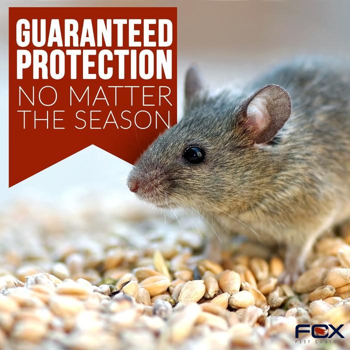Fox Pest Control Lexington Image
