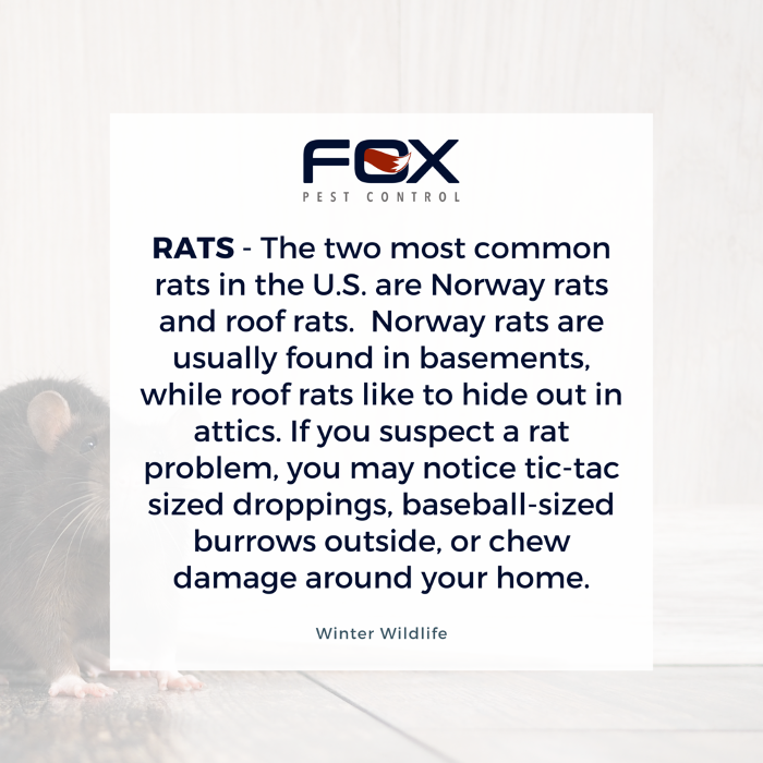 Fox Pest Control Lexington Image