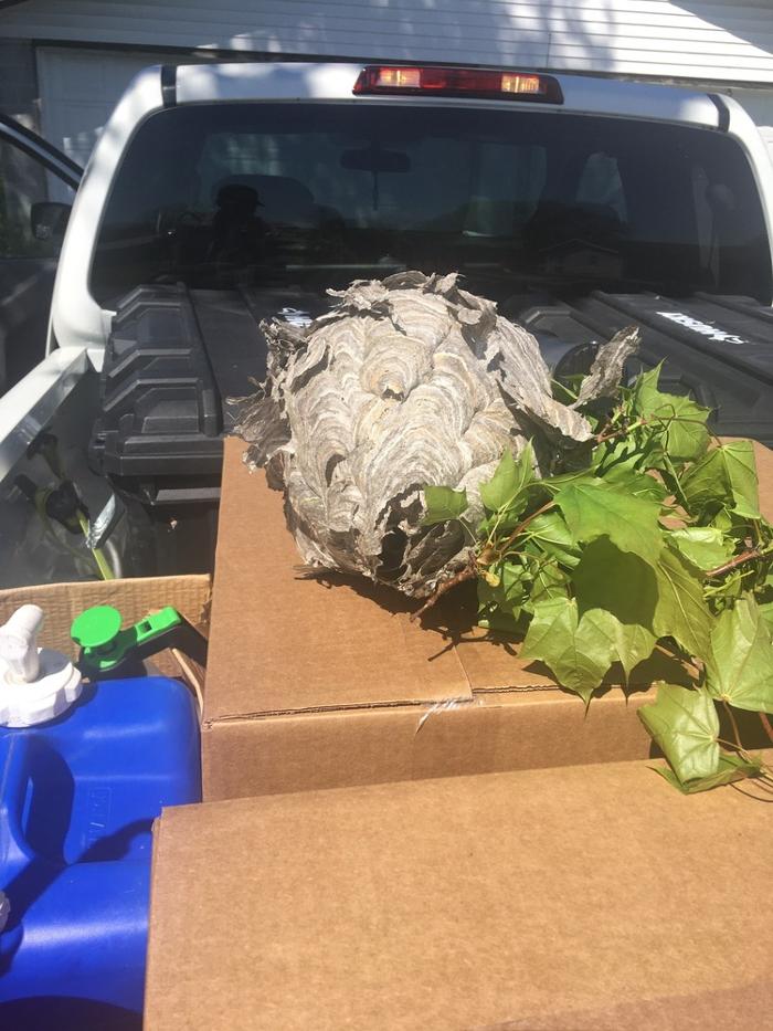 Fox Pest Control Lexington Image