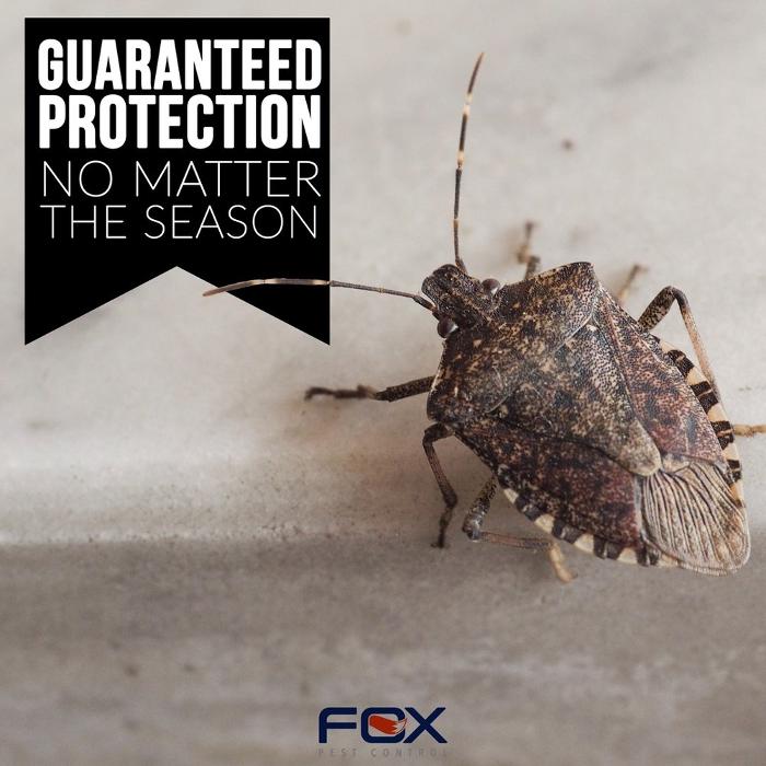 Fox Pest Control Lexington Image
