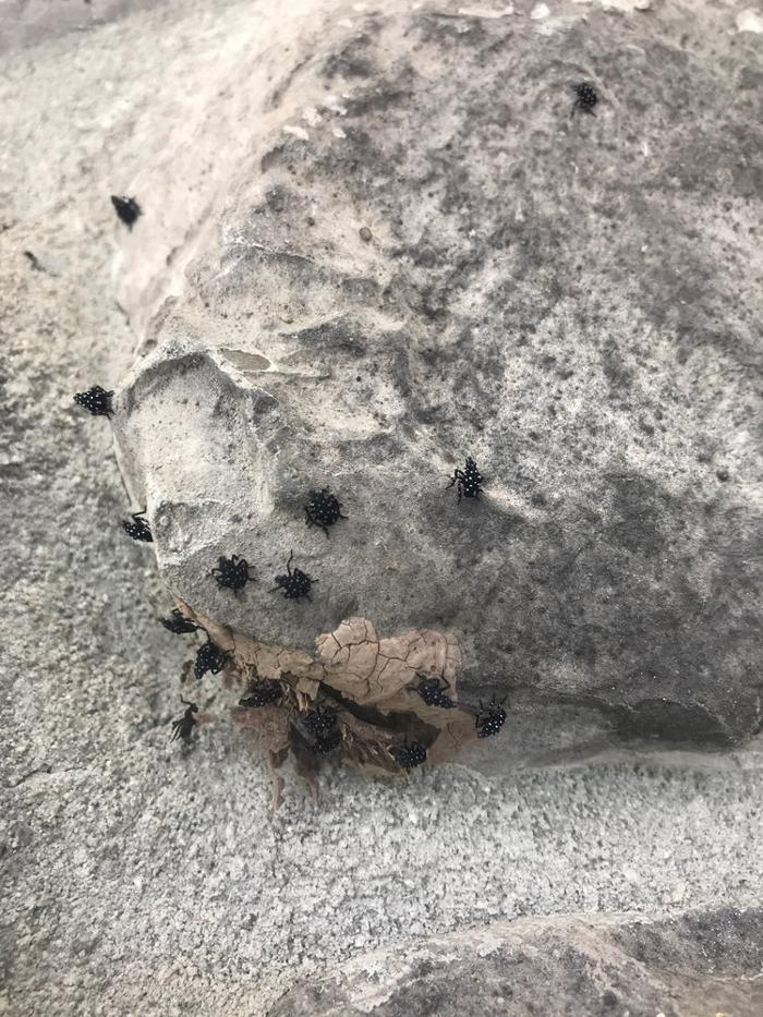 Fox Pest Control Lexington Image