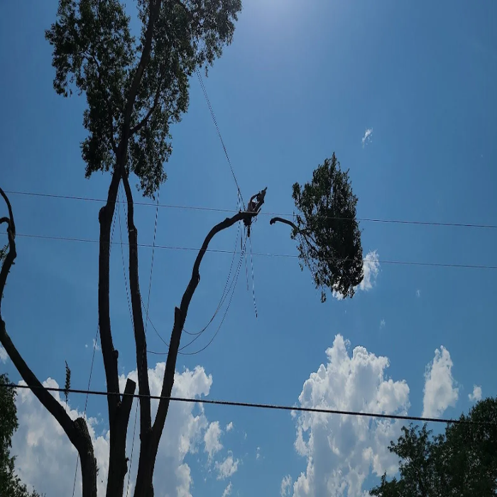 Sean Gannon Tree Service - South Lake Tahoe, CA