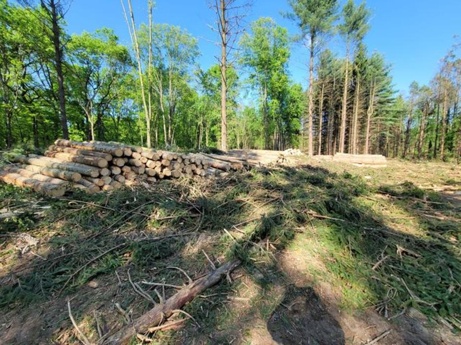 Backwoods Tree Co. - Jackson, MI