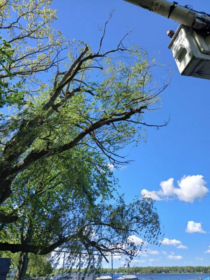 Backwoods Tree Co. - Jackson, MI