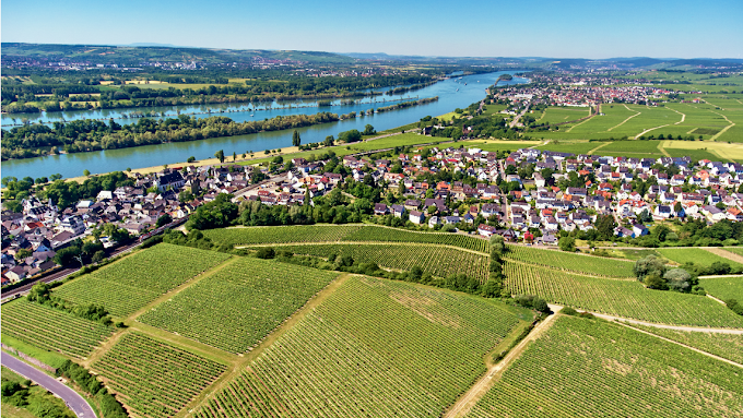 Balthasar Ress Weingut KG, Rheinallee in Eltville am Rhein