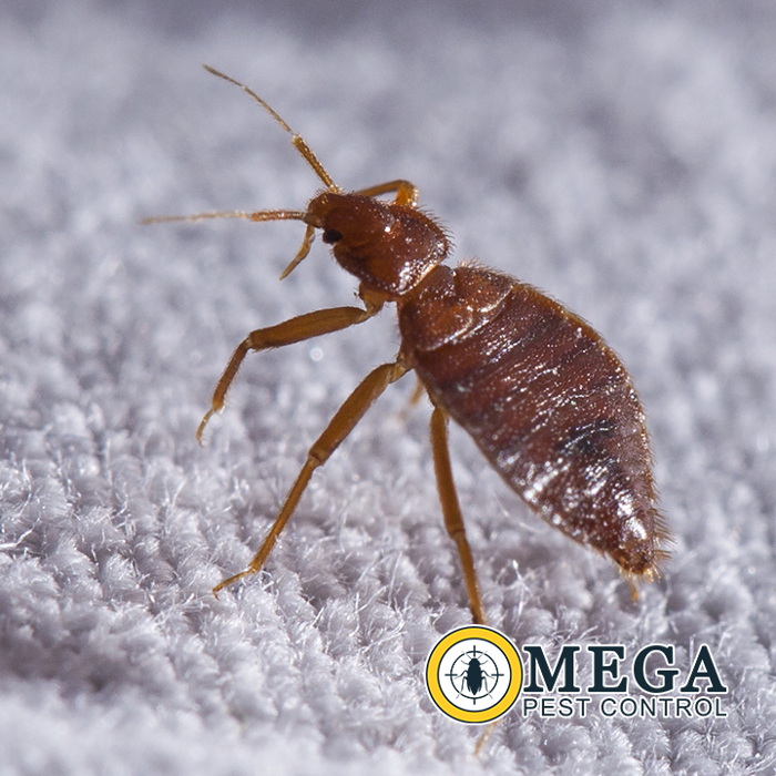 Omega Pest Control - Lawton, OK