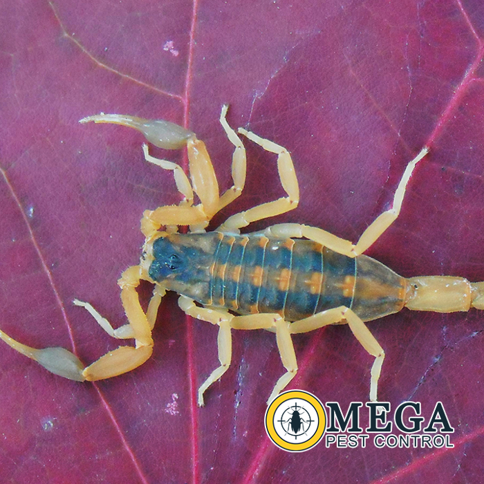 Omega Pest Control - Lawton, OK