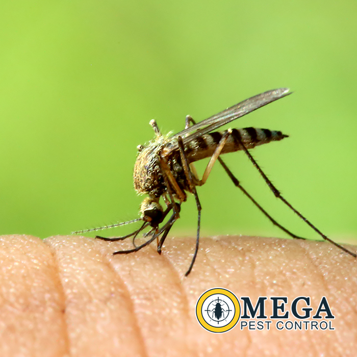 Omega Pest Control - Lawton, OK