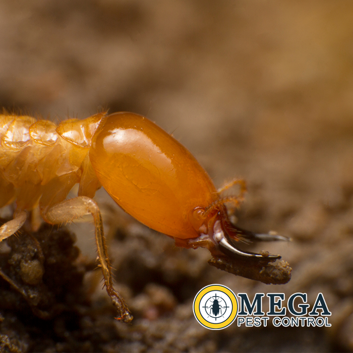 Omega Pest Control - Lawton, OK