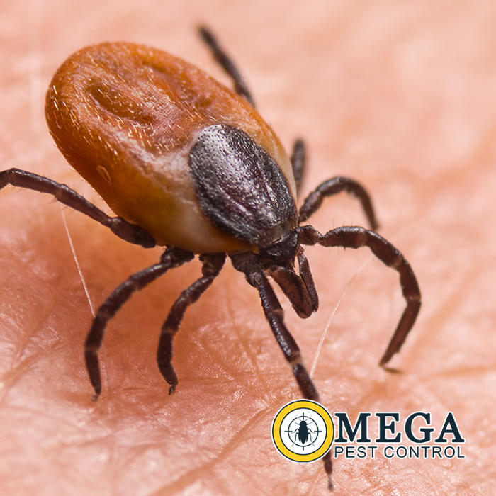 Omega Pest Control - Lawton, OK
