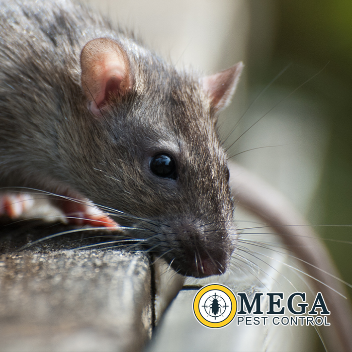 Omega Pest Control - Lawton, OK