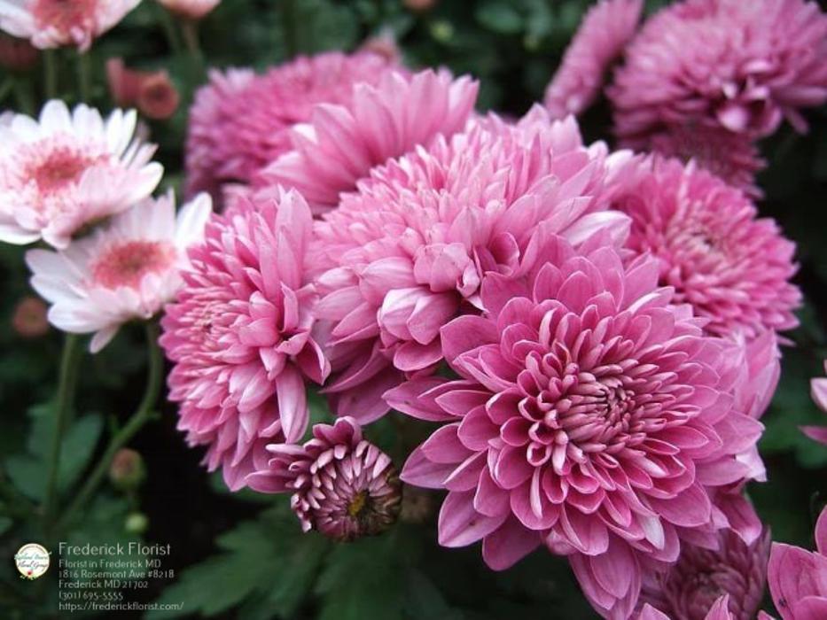 The Flower Bucket Image