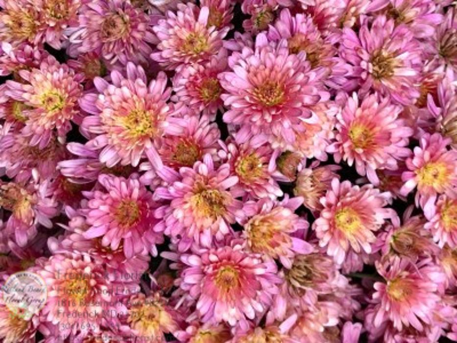 The Flower Bucket Image