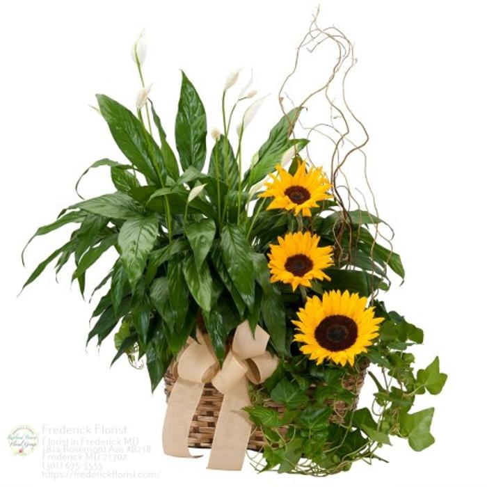 The Flower Bucket Image