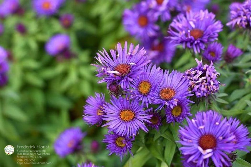 The Flower Bucket Image